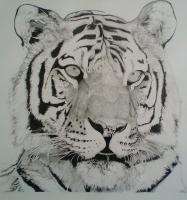 Wild Animals - The Tiger Dream Warden - Ink And Graphite