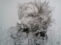 Pet Portraits - Little Betty - Ink And Graphite